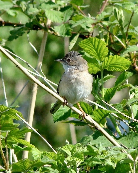 whitethroat